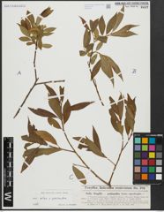 Foto von Salix alba L. x Salix pentandra L.